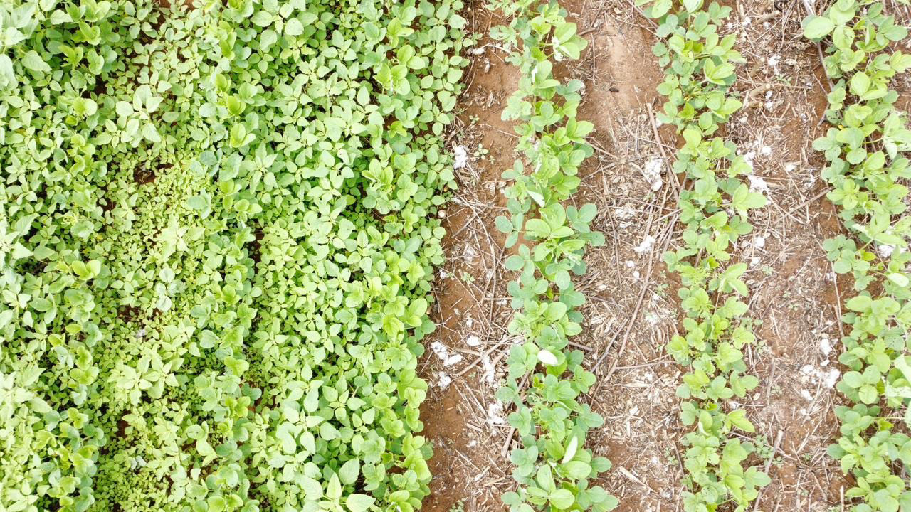 Caruru-palmeri (Amaranthus palmeri)